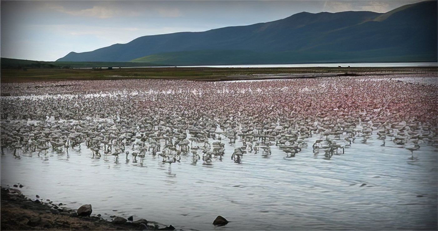 Lac Bogoria, merveille d’Afrique